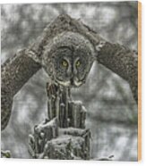 Great Gray Owl Launch Wood Print