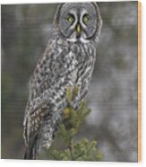 Great Gray Owl Wood Print