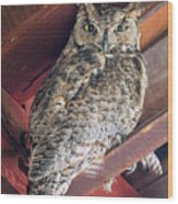 Great Horned Barn Owl Wood Print