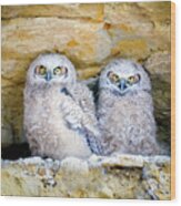 Great Horned Owl Cliff Nest Wood Print