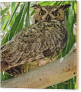 Great Horned Owl H20322 Wood Print
