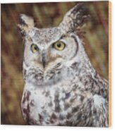 Great Horned Owl Portrait Wood Print