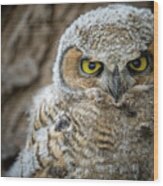 Great Horned Owlet Wood Print