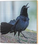 Great-tailed Grackle 2703-033122-2 Wood Print