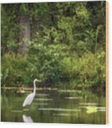 Great White Egret - Crab Orchard Lake Wood Print