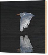 Great White Egret In Flight Wood Print