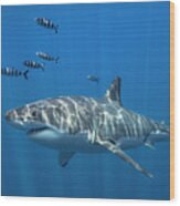 Great White Shark 1 Wood Print