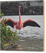 Greater Flamingo Or American Flamingo - Galapagos Wood Print