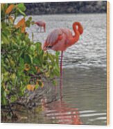 Greater Flamingo With Gracefully Curved Neck Wood Print