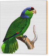 Green Amazon Parrot Wood Print