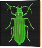 Green Beetle Black Square Wood Print