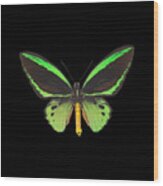 Green Butterfly Gifts Wood Print