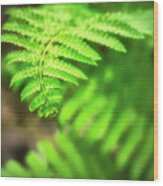 Green Fern Wood Print