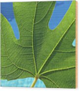 Green Fig Leaf And Blue Water Wood Print