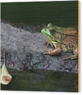 Green Frog On The Rock Wood Print