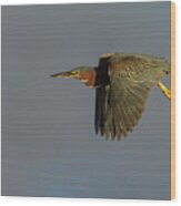 Green Heron Flight Wood Print