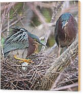 Green Heron Nesting Wood Print