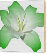 Green Lily Flower Wood Print