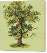 Green Oak Tree Wood Print