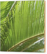 Green Palm Fern And Mediterranean Sunlight Wood Print
