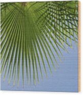Green Palm Leaf And Blue Sky, Summer Season Wood Print
