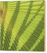 Green Palm Leaf And Shadows 1 Wood Print