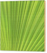 Green Palm Leaf And Mediterranean Sunlight Wood Print