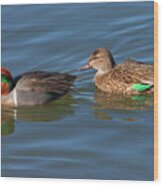 Green-winged Teal Couple Wood Print