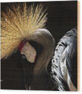 Grey Crowned Crane Wood Print