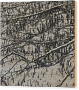 Grey Mangrove Flat Roots And Pencil Roots Wood Print