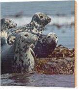 Grey Seals, Farne Islands, Uk. Wood Print