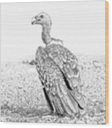 Griffon Vulture Wood Print