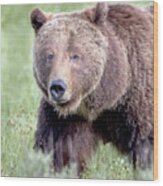 Grizzly Bear 399 Portrait Wood Print