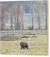 Grizzly On The Valley Floor Wood Print