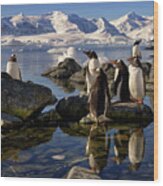 Group Of Gentoo Penguins In Antarctica With Snowy Mountain Backdrop Wood Print