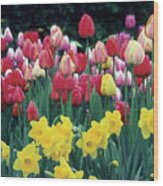 Group Of Tulips And Daffodils In A Field, Netherlands Wood Print