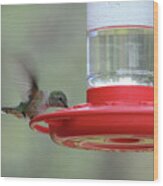 Gtting A Drink, 3-hummingbird, Northern Colorado Wood Print