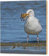 Gull With Crab Wood Print