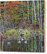 Hamilton Ma Bradley Palmer State Park Ducks Autumn Fall Wood Print