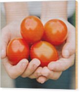 Hands Of A Girl With Fresh Tomatoes Wood Print