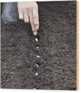 Hands Planting Seeds In The Soil Wood Print
