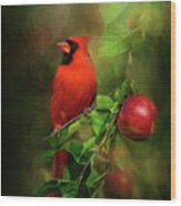 Handsome Cardinal Wood Print