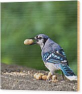 Happy Blue Jay With Peanut Wood Print