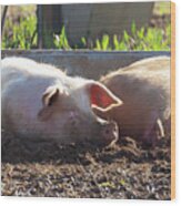 Happy Landrace Pig Laying In Mud Smiling Wood Print