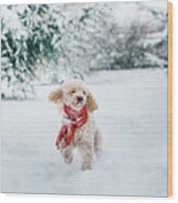 Happy Little Dog With Red Scarf Playing In The Snow. Wood Print