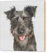 Happy Scruffy Terrier Dog Closeup Wood Print