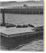 Harbor Life Sea Lions At Pier 39 Fishermans Wharf San Francisco Noir Black And White Wood Print