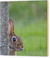 Hare Wood Print