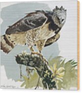 Harpy Eagle Ii Wood Print