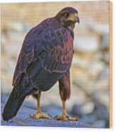 Harris's Hawk 24910 Wood Print